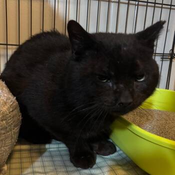 Domestic Short Hair Cats Available for Adoption in Fairmont, West Virginia - Happy Camper | PetCurious