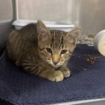 Sebastian -  Domestic Short Hair Cat for Adoption in Sunrise, Florida - Sebastian | PetCurious