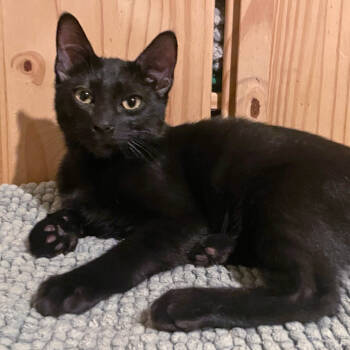 Rescue Domestic Short Hair Cats for Adoption in Los Angeles, California - Scarpaccia | PetCurious