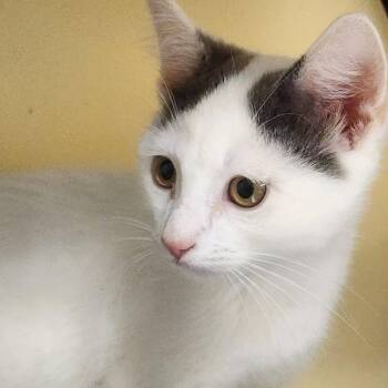 Bobby -  Domestic Short Hair Cat for Adoption in Shinnston, West Virginia - Bobby | PetCurious