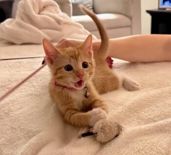 Rescue Domestic Short Hair and Tabby Cats for Adoption in Dallas, Texas - Amber Brie | PetCurious