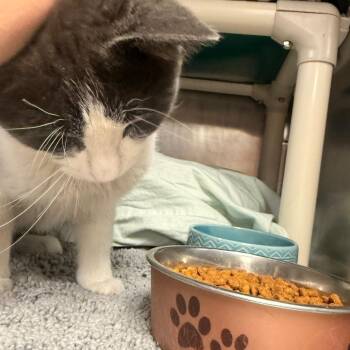 Domestic Short Hair Cats Available for Adoption in Flagstaff, Arizona - Magic Man - Pet-loving Charmer | PetCurious