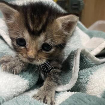 Runt -  Domestic Short Hair and Manx Cat for Adoption in Cedaredge, Colorado - Runt | PetCurious