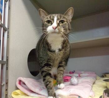 ALLISON -  Tiger Cat for Adoption in Delhi, New York - ALLISON | PetCurious