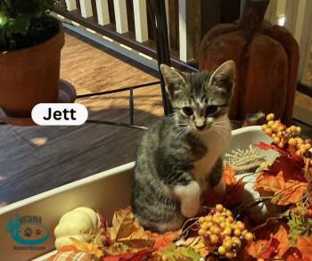 Jett -  Domestic Short Hair Cat for Adoption in Huntsville, Ontario - Jett | PetCurious