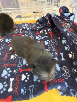 Domestic Short Hair Cats Available for Adoption in El Paso, Texas - Duchess | PetCurious