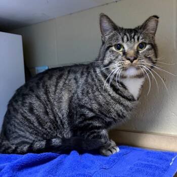 Sir Griswold -  Domestic Short Hair Cat for Adoption in Cheyenne, Wyoming - Sir Griswold | PetCurious