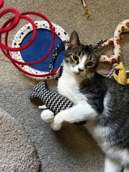 Salsa -  Domestic Short Hair Cat for Adoption - Salsa | PetCurious