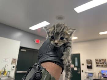 Domestic Short Hair Cats Available for Adoption in Thousand Palms, California - A1913689 | PetCurious