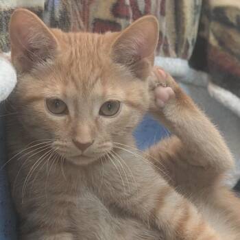 C26-054 Harriet -  Domestic Short Hair Cat for Adoption - C26-054 Harriet | PetCurious