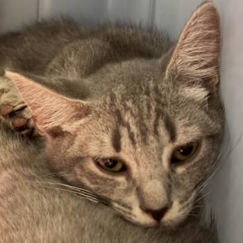 Dumpurrdore -  Domestic Short Hair Cat for Adoption in Charlottesville, Virginia - Dumpurrdore | PetCurious