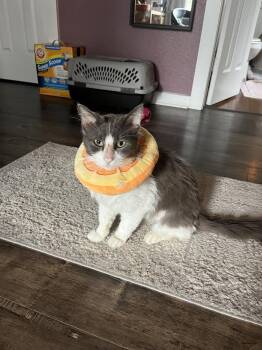 Warzenhof -  Domestic Medium Hair Cat for Adoption in Dallas, Texas - Warzenhof | PetCurious