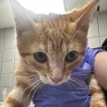 David -  Domestic Short Hair Cat for Adoption in West Olive, Michigan - David | PetCurious