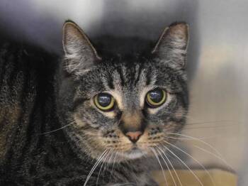 Domestic Short Hair Cats Available for Adoption in Portland, Oregon - Secret | PetCurious