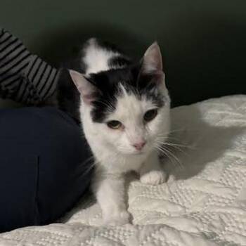 Domestic Short Hair Cats Available for Adoption - Jaja | PetCurious