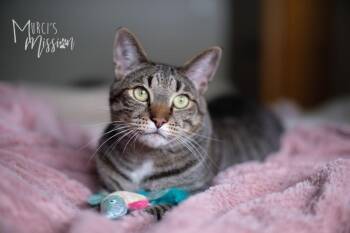 Domestic Short Hair Cats Available for Adoption in Spokane, Washington - Lemmy | PetCurious