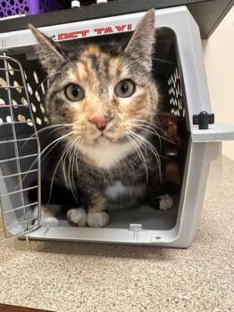 Domestic Short Hair Cats Available for Adoption - Honey Pie | PetCurious