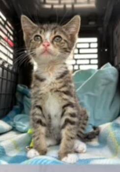 Brinkley -  Domestic Short Hair Cat for Adoption in Largo, Florida - Brinkley | PetCurious