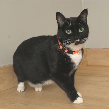 Rescue Domestic Short Hair Cats for Adoption in Minnetonka, Minnesota - Raven C67050 | PetCurious