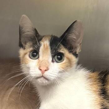 Mochi -  Domestic Short Hair Cat for Adoption in Palm Springs, California - Mochi | PetCurious