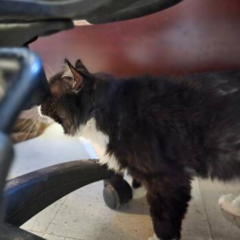 Domestic Long Hair Cats Available for Adoption - Gus | PetCurious