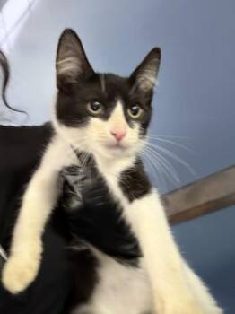 THALIA -  Domestic Short Hair Cat for Adoption in San Bernardino, California - THALIA | PetCurious