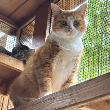 Rescue Domestic Short Hair Cats for Adoption in Cumming, Georgia - Greta Garbo | PetCurious