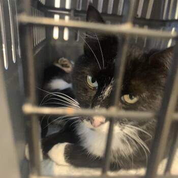 Serafina -  Domestic Short Hair Cat for Adoption in West Palm Beach, Florida - Serafina | PetCurious