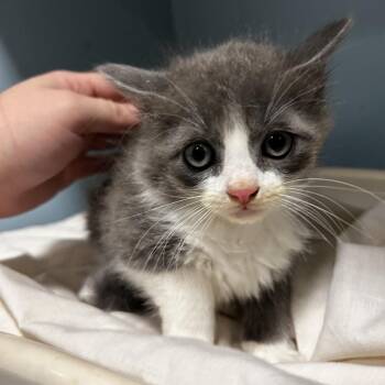 Domestic Short Hair Cats Available for Adoption in Chattanooga, Tennessee - Darling | PetCurious