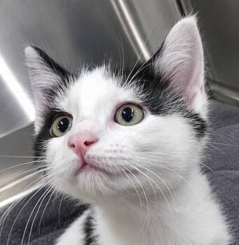 Domestic Short Hair Cats Available for Adoption in Cuyahoga Falls, Ohio - Kitten Buster | PetCurious