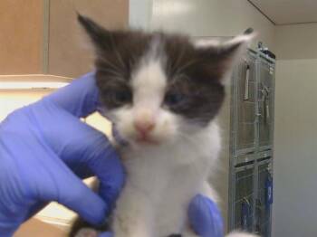GUMDROP -  Domestic Short Hair Cat for Adoption in Sacramento, California - GUMDROP | PetCurious
