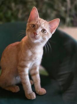 Rescue Domestic Short Hair Cats for Adoption in Schertz, Texas - Jenny (RP) | PetCurious