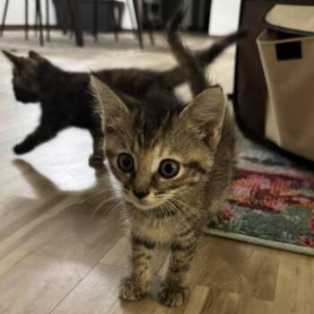 Maddie -  Domestic Short Hair Cat for Adoption in Madison, Wisconsin - Maddie | PetCurious