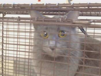 Domestic Medium Hair Cats Available for Adoption - MADELYN | PetCurious