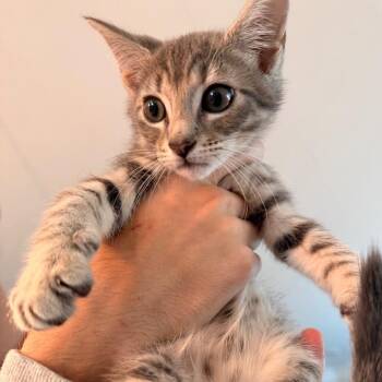 Pepper -  Domestic Short Hair Cat for Adoption in Inman, South Carolina - Pepper | PetCurious