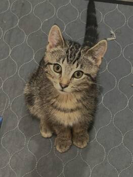 Rescue Domestic Short Hair Cats for Adoption in Minneapolis, Minnesota - Chalupa | PetCurious