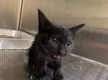 CHIA -  Domestic Short Hair Cat for Adoption in Tustin, California - CHIA | PetCurious