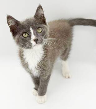 Sylvie is music to your heart and soul in kitten form -  Russian Blue and Ragdoll Cat for Adoption in Bedford Hills, New York - Sylvie Is Music To Your Heart And Soul In Kitten Form | PetCurious