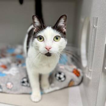 Fat Fat -  Domestic Short Hair Cat for Adoption in Atlanta, Georgia - Fat Fat | PetCurious