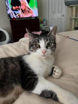 LIBBY -  Domestic Short Hair Cat for Adoption in Holbrook, New York - LIBBY | PetCurious