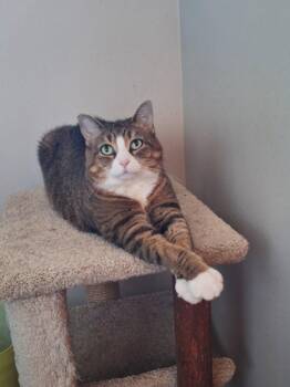 Nala - front paw declaw -  Domestic Short Hair Cat for Adoption in Wheaton, Illinois - Nala - Front Paw Declaw | PetCurious