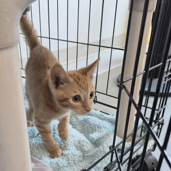 Peter -  Domestic Short Hair Cat for Adoption in Bentonville, Arkansas - Peter | PetCurious