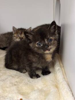 Maddy -  Domestic Short Hair Cat for Adoption in Liverpool, New York - Maddy | PetCurious