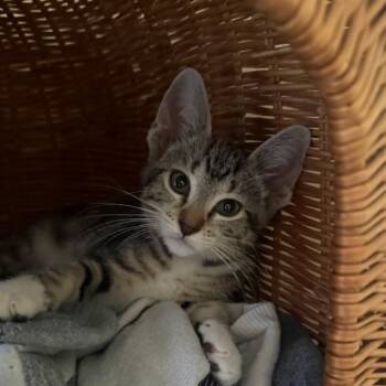 TINA -  Domestic Short Hair Cat for Adoption in Auburn, California - TINA | PetCurious