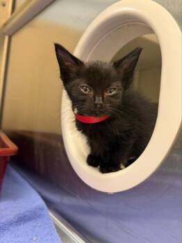 Blueberry pie -  Domestic Short Hair Cat for Adoption in Westland, Michigan - Blueberry Pie | PetCurious