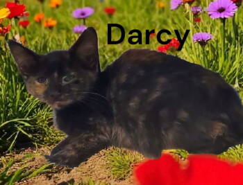 Rescue Tortoiseshell Cats for Adoption in Weems, Virginia - Darcy | PetCurious