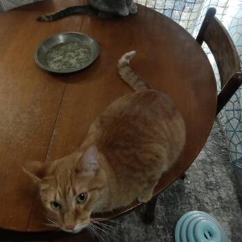 Sweet pea -  Domestic Short Hair Cat Available for Adoption in Rochester, Minnesota - Sweet Pea | PetCurious