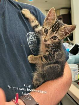 chip -  Domestic Short Hair Cat for Adoption in Shelby County, Texas - Chip | PetCurious
