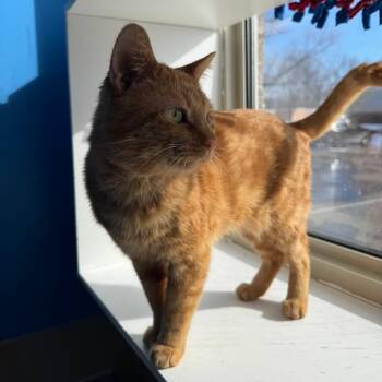 Domestic Short Hair Cats Available for Adoption - Kingston | PetCurious