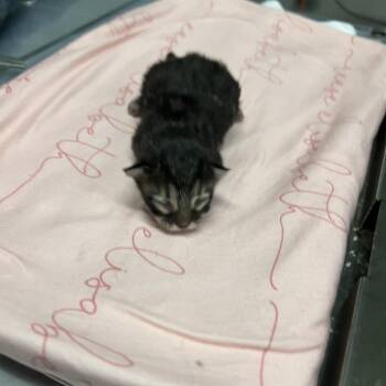 Domestic Medium Hair Cats Available for Adoption in St. Louis, Missouri - Kibo | PetCurious